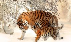 属虎的人八字硬不硬 生肖虎为啥命硬