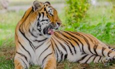 属虎的八字大 要根据四柱八字具体分析