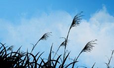 2022壬寅流年动婚的八字 出身在乙丑日出现感情喜事