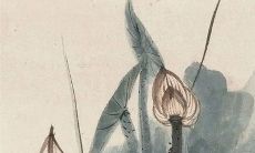 2023年3月12日植树节是农历多少星期几 日子好吗