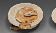 属虎生辰八字 几点出生的属虎最好