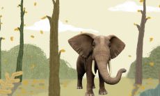 算命生辰八字属虎 财运大多都比较一般