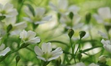 严姓宝宝取名字大全 95分以上的名字