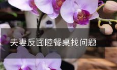 夫妻反面睦餐桌找问题