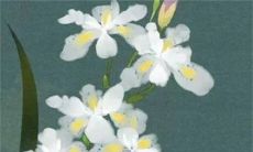 2022年12月生肖属鸡事业发展好吗 还需努力等待机会