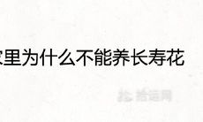 家里为什么不能养长寿花 有哪些摆放禁忌