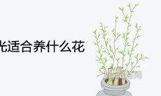 常年不见阳光适合养什么花 超耐阴又吉利的植物