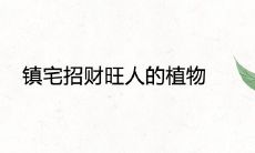 镇宅招财旺人的植物养什么旺宅