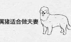 男属狗女属猪适合做夫妻吗