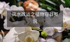 风水改运之植物容器概说