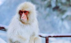 生肖猴命中有两大贵人生肖