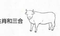牛的六个合生肖和三合