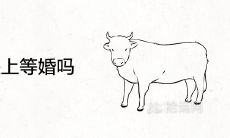 牛和狗是上等婚吗 在一起婚配的婚姻结局