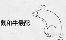 为什么老鼠和牛最配 二者婚配的结局如何