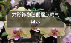 龙形饰物随便摆放晦气风水