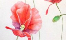 2022年12月里生肖猪事业运走势 贵人指点不再迷茫