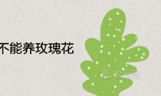 家里为什么不能养玫瑰花 有哪些养殖讲究