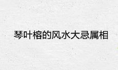 琴叶榕的风水大忌属相及寓意是否吉利