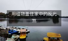 用植物盖住家中的反光煞