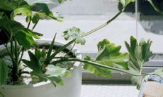 猴妈妈和虎宝宝相克吗 在一起作为母子怎么样