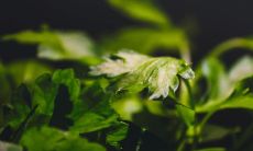 取名字诗经男孩的名字 有诗意的男宝宝名字