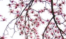 2023年属兔女本命年戴什么好 戴本命佛扭转运势