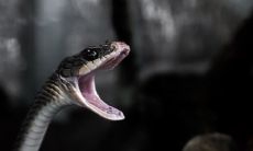 1977年蛇女一生三大劫在哪一年