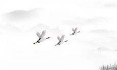 2023年属虎要出大事 脚踏实地戴转运物