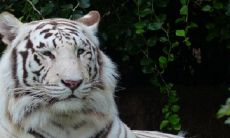 虎宝宝取什么名字好听 虎宝宝取大气的名字