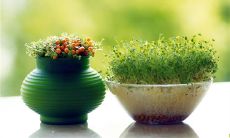 办公桌摆放风水植物