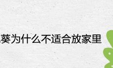 散尾葵为什么不适合放在家里 风水摆放位置讲究