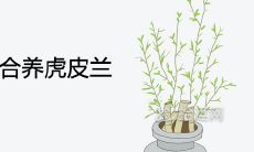 什么生肖不适合养虎皮兰 有哪些风水禁忌