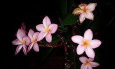 好看又吉祥的摆件 葫芦吸走万物邪气