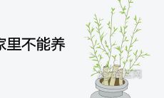 白掌有人说家里不能养为什么 风水寓意是吉是凶