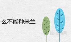 家里为什么不能种米兰 不能旺财吗