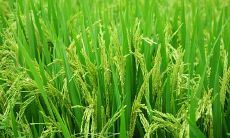 富贵椰子竹有什么风水寓意 富贵椰子竹禁忌摆放