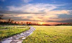 家中养虎皮兰的注意事项