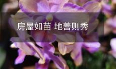 房屋如苗 地善则秀