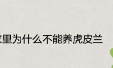 家里为什么不能养虎皮兰 寓意好不好