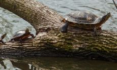 2022年事业喜丰收的三大生肖 属兔不能急于获利