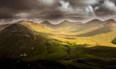 哪些生肖属相的人适合挂牡丹画