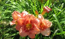 费晓冬姓名评分87分