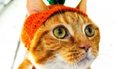 成晓青姓名评分97分