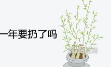 银柳干花放了一年要扔了吗