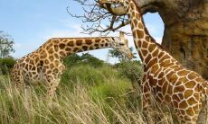 莫倩仪姓名评分90分