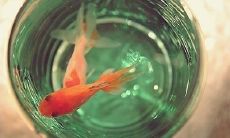 趋吉避凶的8件陈列