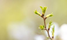 适合2022虎宝宝的名字 虎虎生威的名字