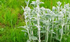 女宝宝属虎名字 女虎宝宝取名宝典