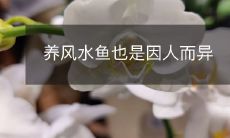养风水鱼也是因人而异