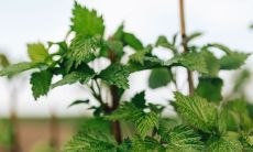 给孩子取名字陈姓取名 陈姓宝宝起名简单的